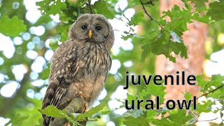 juvenile Ural owl