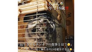 『長寿老婆チンチラの食事の秘密とは？？😋』　#18歳#チンチラ#小動物