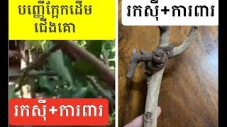 បញ្ញេីក្អែកដេីមជេីងគោស្នេហខាងរកសុីនឹងការពា Deer Cow love business and protection