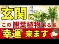 玄関に置くと幸運を招く観葉植物【最強の10種】風水アドバイザーが厳選！