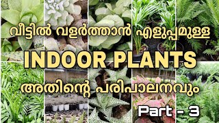 വീട്ടിൽ വളർത്താൻ എളുപ്പമുള്ള  INDOOR PLANTS  അതിന്റെ പരിപാലനവും | Part - 3