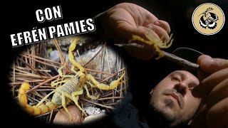 El escorpión, el veneno más potente del mediterráneo