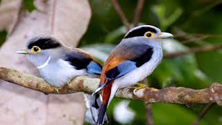 Silver Breasted Broadbill Birds (HD1080p)