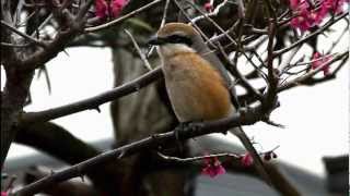 庭の野鳥　モズのさえずり