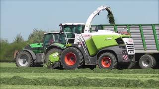 Claas Jaguar 980 Gras häckseln 2023 im Oderbruch 1. Schnitt für die Milchkühe - MAN Bergmann Volvo