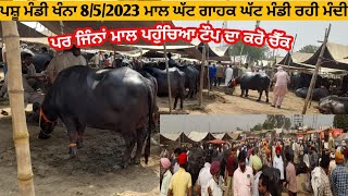 ਖੰਨਾ ਪਸ਼ੂ ਮੰਡੀ 8/5/2023  Khanna pashu mandi ਕਰੋ ਚੈੱਕ।