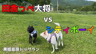 【甲斐犬】田舎っぺ大将vs都会（まーち）の犬【保護犬】