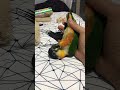 すごい体勢で落ち着いてしまっただしまき ズグロシロハラインコ black headed caique