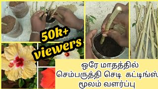 செம்பருத்தி செடி கட்டிங்ஸ் மூலம் பதியம்