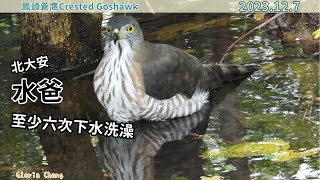 20231207 (2)北大安水爸，至少六次下水洗澡【鳳頭蒼鷹Crested Goshawk】