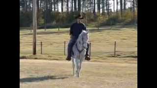 TR - Walking Horse Gelding - He's a Good'un