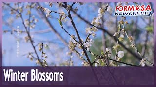 Plum blossoms and early cherry blossoms provide a late winter wonderland