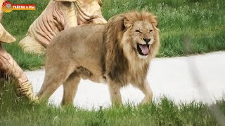 Выпуск состоялся. Ищем львов. Тайган. Release of the lions took place. Taigan