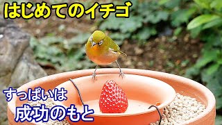 植木鉢でバードフィーダー（野鳥の餌台）イチゴ編～メジロ/ヒヨドリ/スズメ