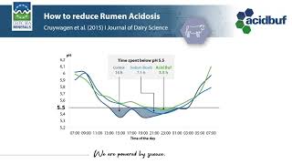 🐄 #2 How to reduce the risk for rumen acidosis? 🐄