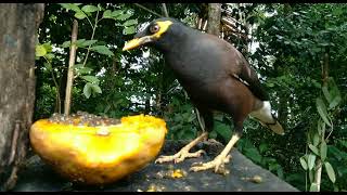 මයිනා [Myna]/Common Myna (Acridotheres tristis)