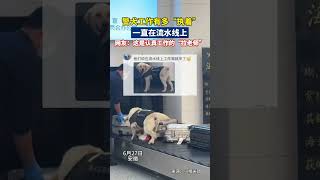 工作中的警犬能有多执着 ，一直在流水线上，网友：这是认真工作的\