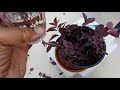 how to grow loropetalum from cutting propagation of loropetalum plant lalsa cutting kaise lagaye