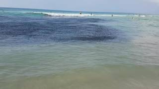 Cardume de sardinhas na praia da Barra da Tijuca RJ