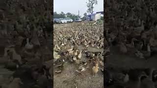 Ducks Duck Farm 🐣 Amazing Reels 📽 #viral 📷 #shorts #trending #reels 🎞#status #video📺 🎥
