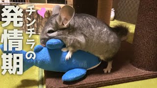 【チンチラ】発情期を迎え、ぬいぐるみに恋をしたチンチラが可愛い chinchillas mating season!