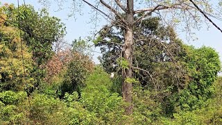 Horror and beautiful place ramnagar uttrakhand || ramnagar uttrakhand naintal forest