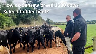 How do Sansaw breed 1500 cows & feed fodder beet?