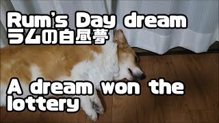 コーギー　ラムの白昼夢　Corgi Rum's Day dream.　She is a cute Pembroke.