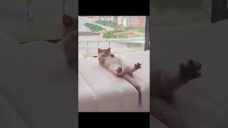 世界破破烂烂小猫咪缝缝补补猫咪日记