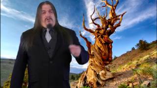 How Dendrochronology Disproves Noah's Flood