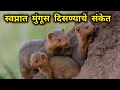 स्वप्नात मुंगूस दिसणे swapnat mungus disne mongoose dream meaning