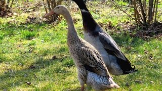 Běžec Indický - Indian Runner duck