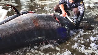 Giant 800LB Blue Marlin , Bluefin Tuna Caught and Cutting