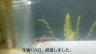 ブルーレオパードタティアさんです🐠🌿