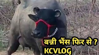 बन्नी की भेंसे | બન્ની ભેંસ  | बन्नी भेंस @kcvlog1982