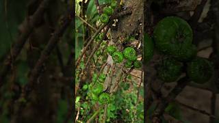 பேய் அத்தி | Ficus Hispida #shorts #shortsvideo #villagelife #ficushispida