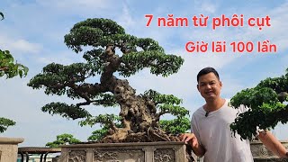 Người giàu chơi cây lại càng giàu. Sau 7 năm tạo tác giờ nhiều tiền lắm
