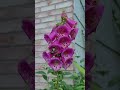 knowing what s growing foxglove flowers shorts foxglove garden