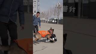 當搜救犬訓導員休假歸來，這一幕太讓人感動了