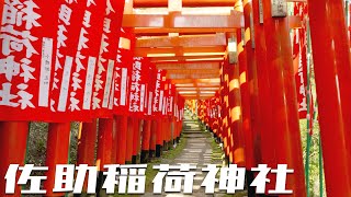 Sasuke Inari shrine, Kamakura Japan -impressive red Tori gates 4K