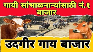 🐮 गायी घेनारासाठी सर्वांत महत्त्वाचा बाजार 🐄 || उदगीर 🐮 गाय 🐄 बाजार || खात्रीच्या आणि जास्त दूध 💯