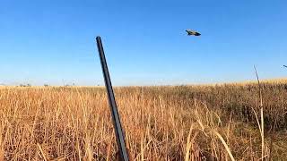 2022 North Dakota Pheasant hunting action with a flushing Lab, Pointing Labs and Golden Retrievers