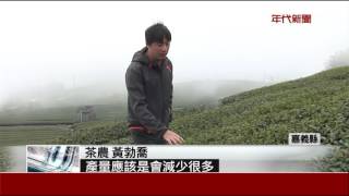 阿里山春茶\