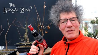 Drilling My Marble Pot and Pruning, The Bonsai Zone, Feb 2022