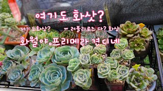 23.7.28.여기저기 비맞고 고온습도에 화상속출입니다.증말 어설픈 걸이대 초보 프리티우먼!