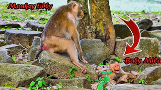 Libby!! #OMG! BABY HUNGRY TRY FAST TO DRINK SWEET MILK MOMMY.\\ GOOD MONKEY CLIP| MONKEYS ZONE