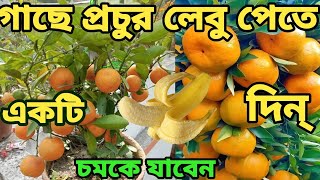 শীতেও ফলবে গাছ ভর্তি লেবু শুধুমাত্র একটি কলা দিয়ে