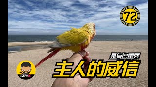 被鹦鹉欺负！？别慌~【#72】手养鹦鹉【成年期】主人的威信是有多重要？搞定这个就不会再头疼~ | 鹦鹉饲养 |  鹦鹉训练 |