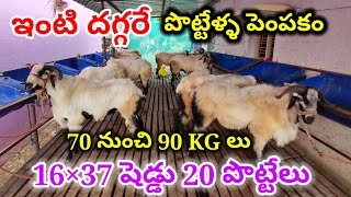 ఇంటి దగ్గరే పొట్టేళ్ళ పెంపకం Sheep farming in telugu 90 KGS LIVE WEIGHT SHEEPS