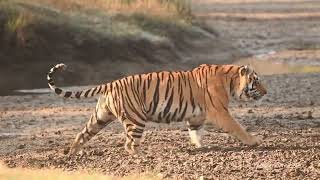 R2 king of satpura